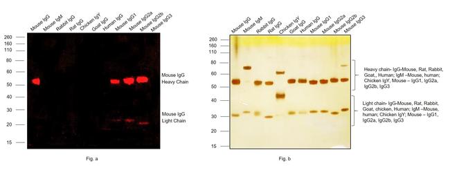 Mouse IgG (H+L) Cross-Adsorbed Secondary Antibody in Western Blot (WB)