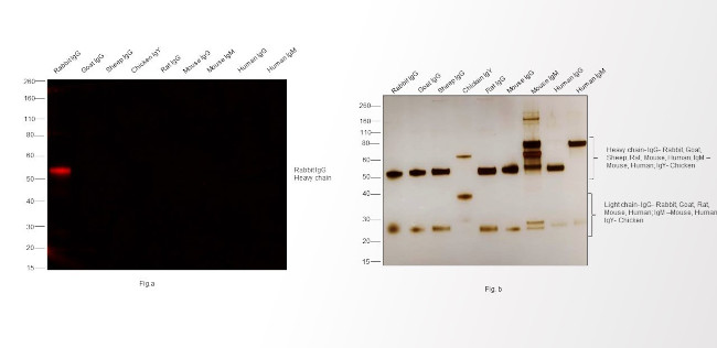 Rabbit IgG (H+L) Cross-Adsorbed Secondary Antibody in Western Blot (WB)