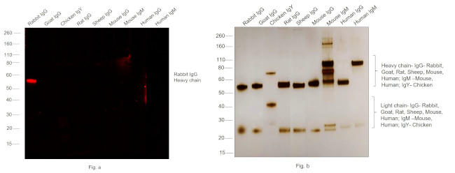 Rabbit IgG (H+L) Cross-Adsorbed Secondary Antibody