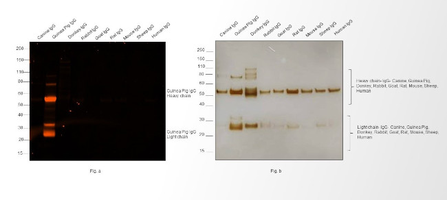 Guinea Pig IgG (H+L) Secondary Antibody in Western Blot (WB)