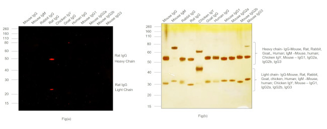 Rat IgG (H+L) Cross-Adsorbed Secondary Antibody