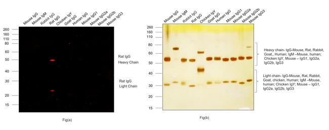 Rat IgG (H+L) Cross-Adsorbed Secondary Antibody in Western Blot (WB)