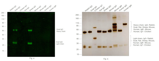 Goat IgG (H+L) Cross-Adsorbed Secondary Antibody in Western Blot (WB)