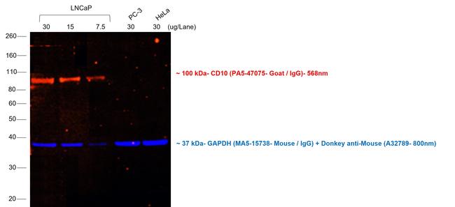 Goat IgG (H+L) Cross-Adsorbed Secondary Antibody in Western Blot (WB)