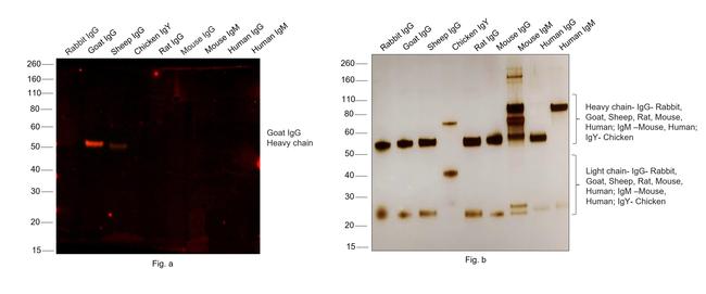 Goat IgG (H+L) Cross-Adsorbed Secondary Antibody in Western Blot (WB)