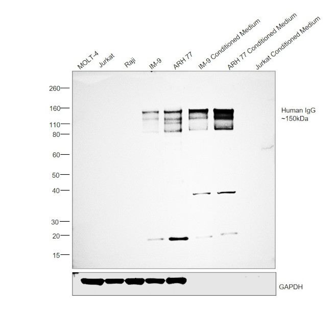 Human IgG (H+L) Secondary Antibody