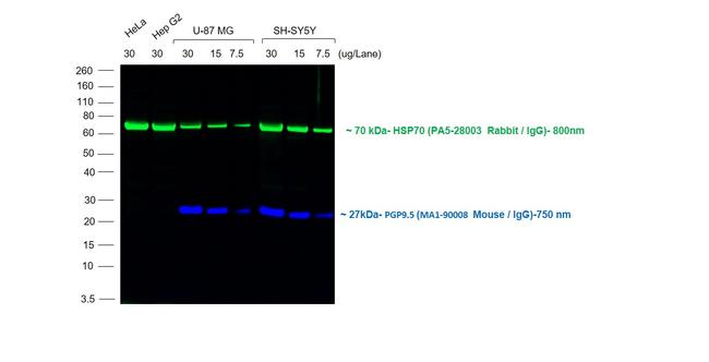 Mouse IgG (H+L) Cross-Adsorbed Secondary Antibody in Western Blot (WB)