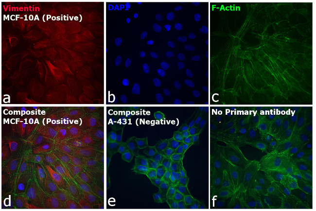 Rabbit IgG (H+L) Cross-Adsorbed Secondary Antibody in Immunocytochemistry (ICC/IF)