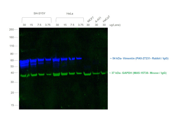 Rabbit IgG (H+L) Cross-Adsorbed Secondary Antibody in Western Blot (WB)