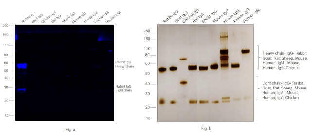 Rabbit IgG (H+L) Cross-Adsorbed Secondary Antibody in Western Blot (WB)