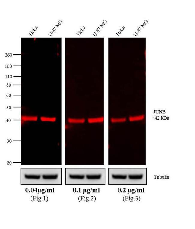 Rabbit IgG (H+L) Cross-Adsorbed Secondary Antibody in Western Blot (WB)