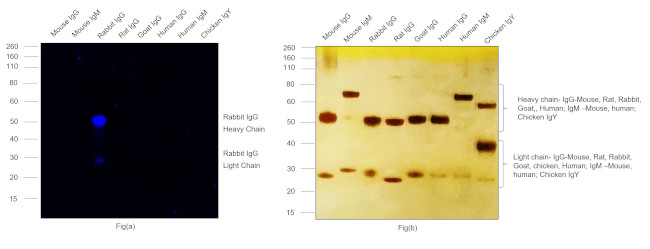 Rabbit IgG (H+L) Cross-Adsorbed Secondary Antibody