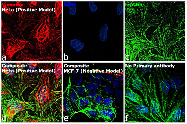 Mouse IgM (Heavy chain) Cross-Adsorbed Secondary Antibody in Immunocytochemistry (ICC/IF)