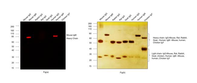 Mouse IgM (Heavy chain) Cross-Adsorbed Secondary Antibody in Western Blot (WB)