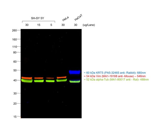 Mouse IgM (Heavy chain) Cross-Adsorbed Secondary Antibody in Western Blot (WB)