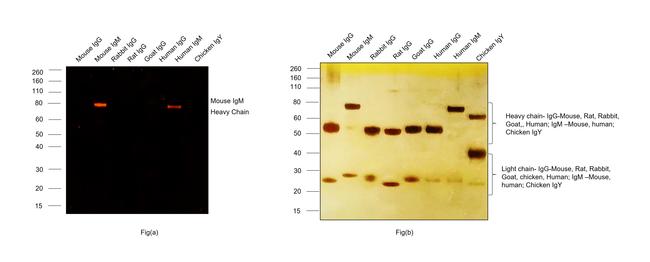 Mouse IgM (Heavy chain) Cross-Adsorbed Secondary Antibody in Western Blot (WB)