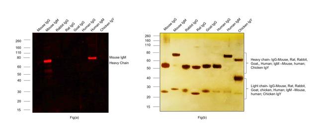 Mouse IgM (Heavy chain) Cross-Adsorbed Secondary Antibody in Western Blot (WB)