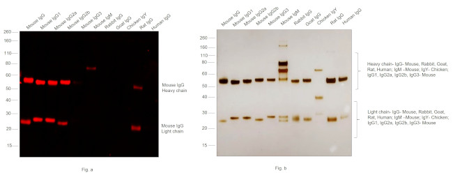 Mouse IgG (H+L) Cross-Adsorbed Secondary Antibody in Western Blot (WB)