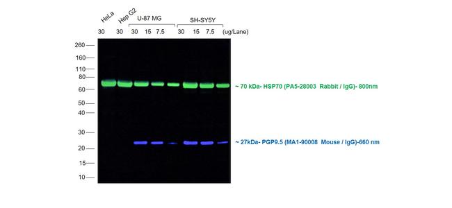 Mouse IgG (H+L) Cross-Adsorbed Secondary Antibody in Western Blot (WB)