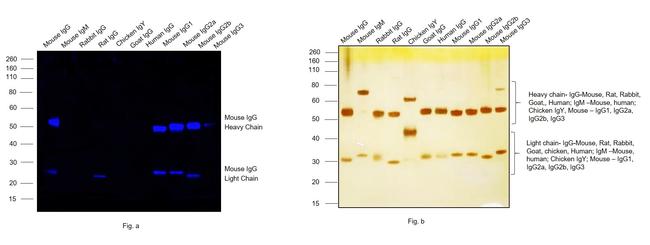 Mouse IgG (H+L) Cross-Adsorbed Secondary Antibody in Western Blot (WB)