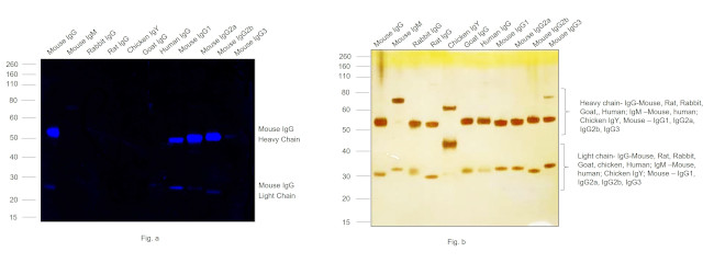 Mouse IgG (H+L) Highly Cross-Adsorbed Secondary Antibody