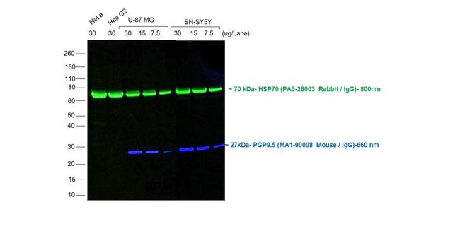 Mouse IgG (H+L) Highly Cross-Adsorbed Secondary Antibody in Western Blot (WB)