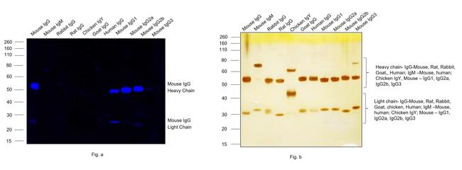 Mouse IgG (H+L) Highly Cross-Adsorbed Secondary Antibody in Western Blot (WB)