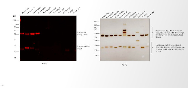 Mouse IgG (H+L) Cross-Adsorbed Secondary Antibody in Western Blot (WB)