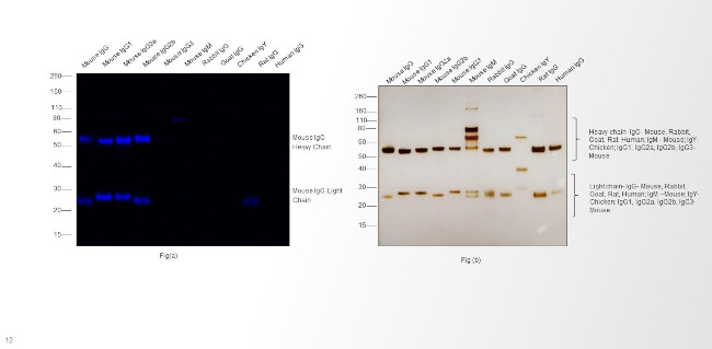 Mouse IgG (H+L) Cross-Adsorbed Secondary Antibody in Western Blot (WB)