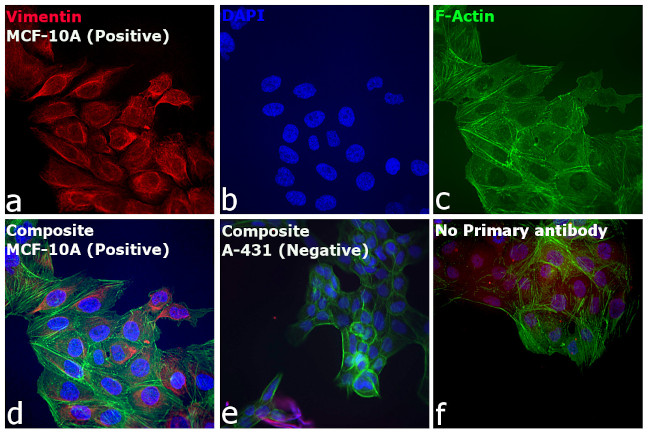 Rabbit IgG (H+L) Highly Cross-Adsorbed Secondary Antibody in Immunocytochemistry (ICC/IF)