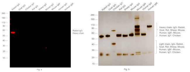 Rabbit IgG (H+L) Highly Cross-Adsorbed Secondary Antibody