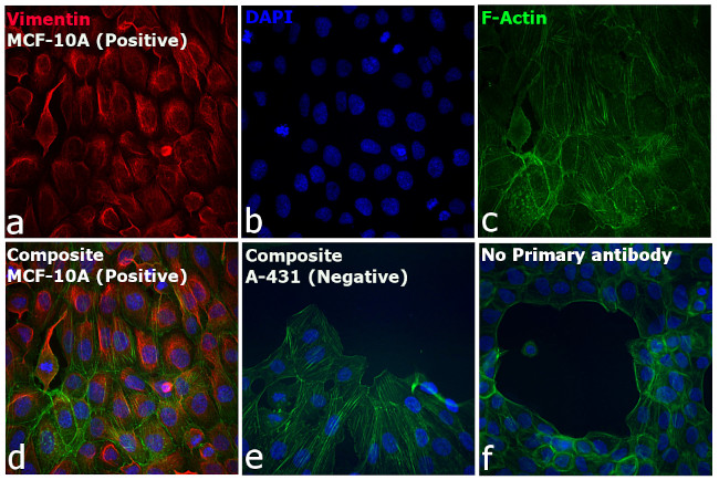 Rabbit IgG (H+L) Highly Cross-Adsorbed Secondary Antibody in Immunocytochemistry (ICC/IF)