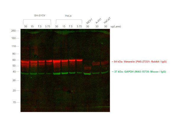 Rabbit IgG (H+L) Highly Cross-Adsorbed Secondary Antibody in Western Blot (WB)