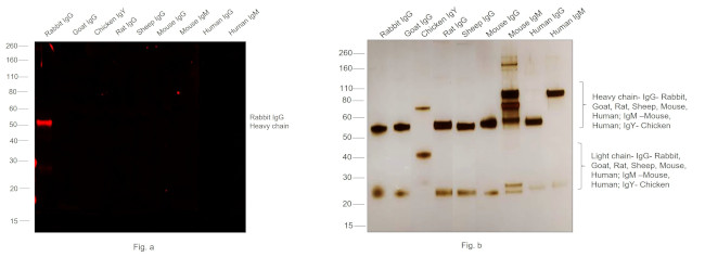 Rabbit IgG (H+L) Highly Cross-Adsorbed Secondary Antibody in Western Blot (WB)