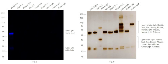 Rabbit IgG (H+L) Cross-Adsorbed Secondary Antibody in Western Blot (WB)