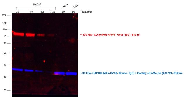 Goat IgG (H+L) Cross-Adsorbed Secondary Antibody in Western Blot (WB)