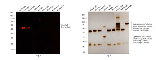 Goat IgG (H+L) Cross-Adsorbed Secondary Antibody in Western Blot (WB)