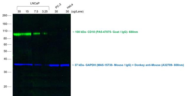 Goat IgG (H+L) Cross-Adsorbed Secondary Antibody in Western Blot (WB)