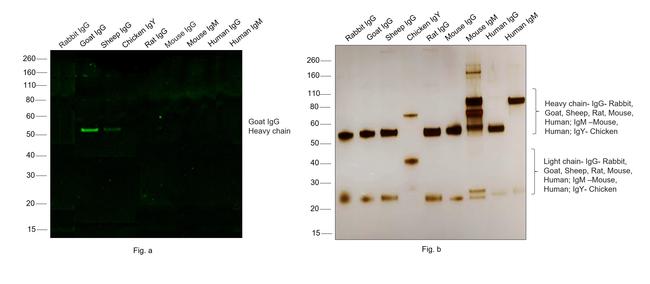 Goat IgG (H+L) Cross-Adsorbed Secondary Antibody in Western Blot (WB)