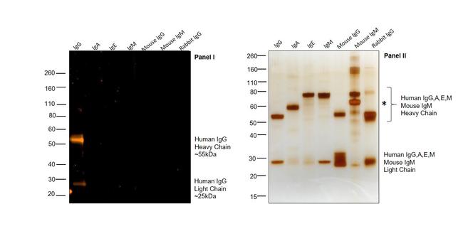 Human IgG (H+L) Cross-Adsorbed Secondary Antibody in Western Blot (WB)