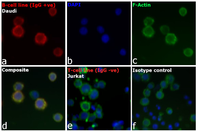 Human IgG (H+L) Cross-Adsorbed Secondary Antibody in Immunocytochemistry (ICC/IF)