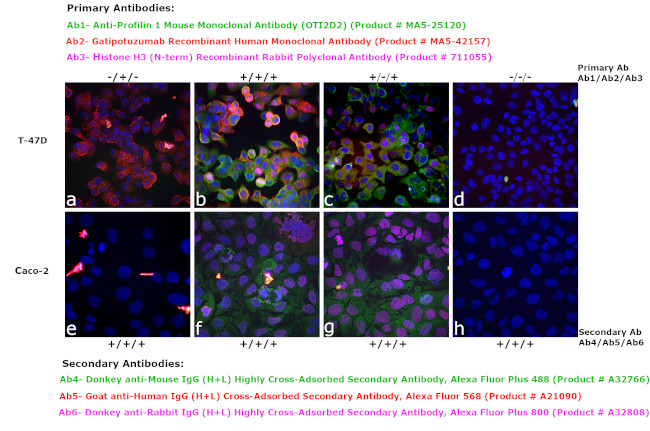 Human IgG (H+L) Cross-Adsorbed Secondary Antibody