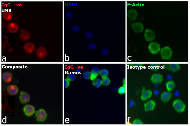 Human IgG (H+L) Cross-Adsorbed Secondary Antibody in Immunocytochemistry (ICC/IF)