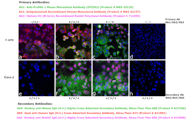 Human IgG (H+L) Cross-Adsorbed Secondary Antibody