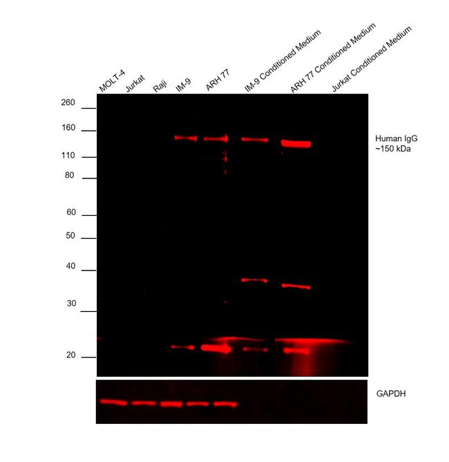 Human IgG (H+L) Cross-Adsorbed Secondary Antibody in Western Blot (WB)