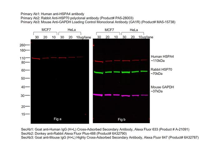 Human IgG (H+L) Cross-Adsorbed Secondary Antibody in Western Blot (WB)