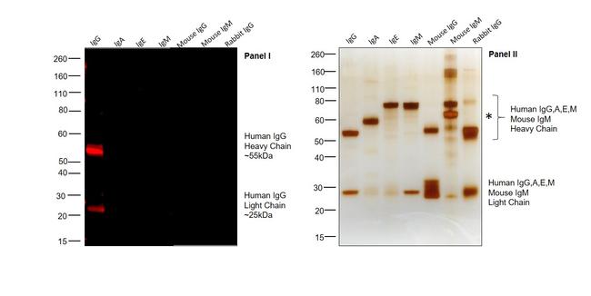 Human IgG (H+L) Cross-Adsorbed Secondary Antibody in Western Blot (WB)