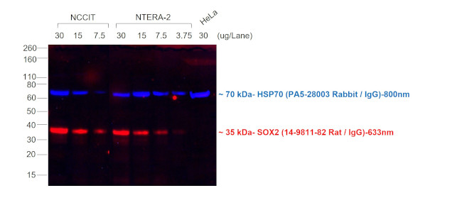 Rat IgG (H+L) Cross-Adsorbed Secondary Antibody in Western Blot (WB)