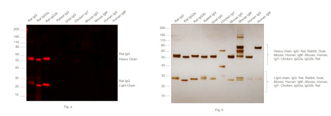 Rat IgG (H+L) Cross-Adsorbed Secondary Antibody in Western Blot (WB)