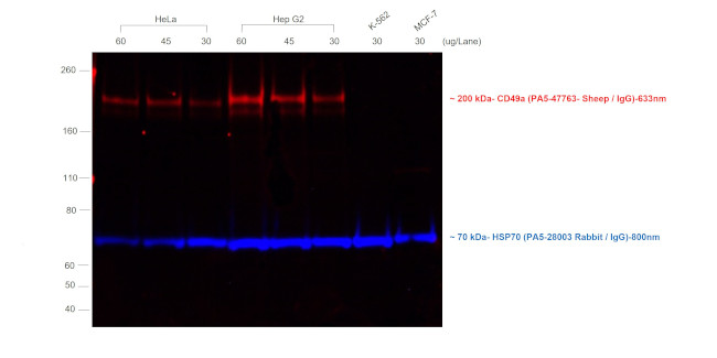 Sheep IgG (H+L) Cross-Adsorbed Secondary Antibody in Western Blot (WB)